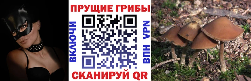 Купить где  Туринск  Галлюциногенные грибы Psilocybe 